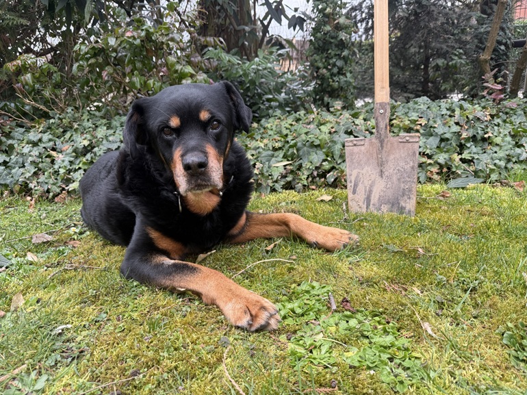 Rottweiler liegt neben einem Spaten